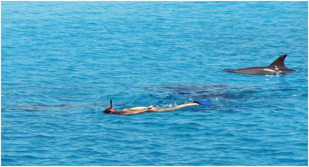 Dolphin Full Day Snorkeling Tour
