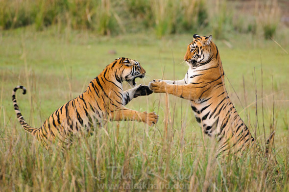 explore-variety-of-wildlife-with-wildlife-tour-india