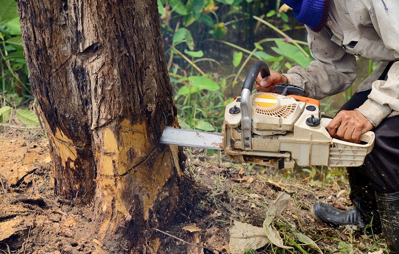 Why Licensed Arborist Is An Ideal Hiring Choice For Cutting Trees?