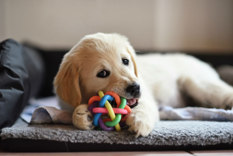 How Choose A Chew Toy For Your Dog