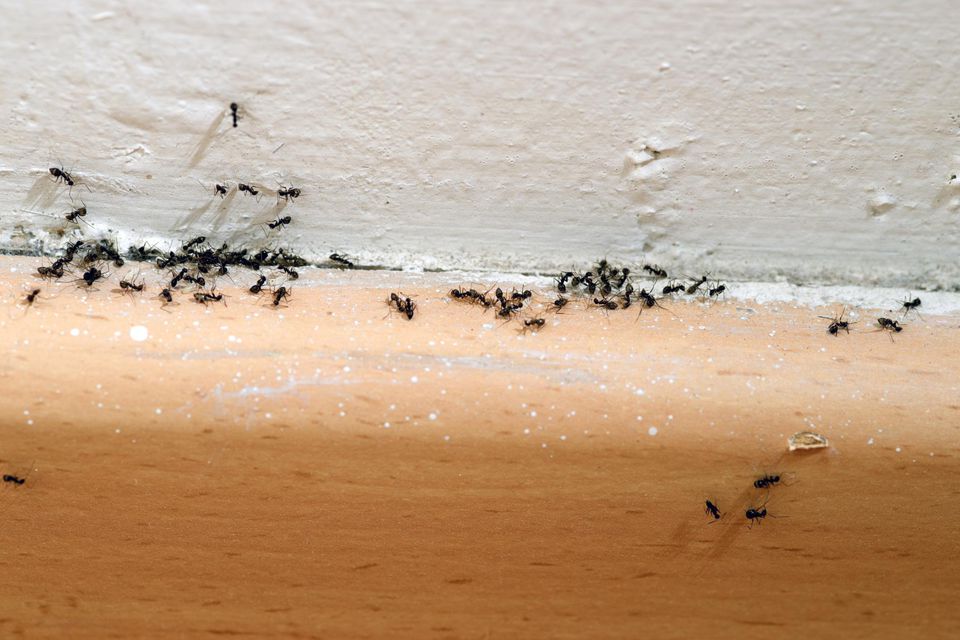 How To Get Rid Of Ants Inside Of Your Home